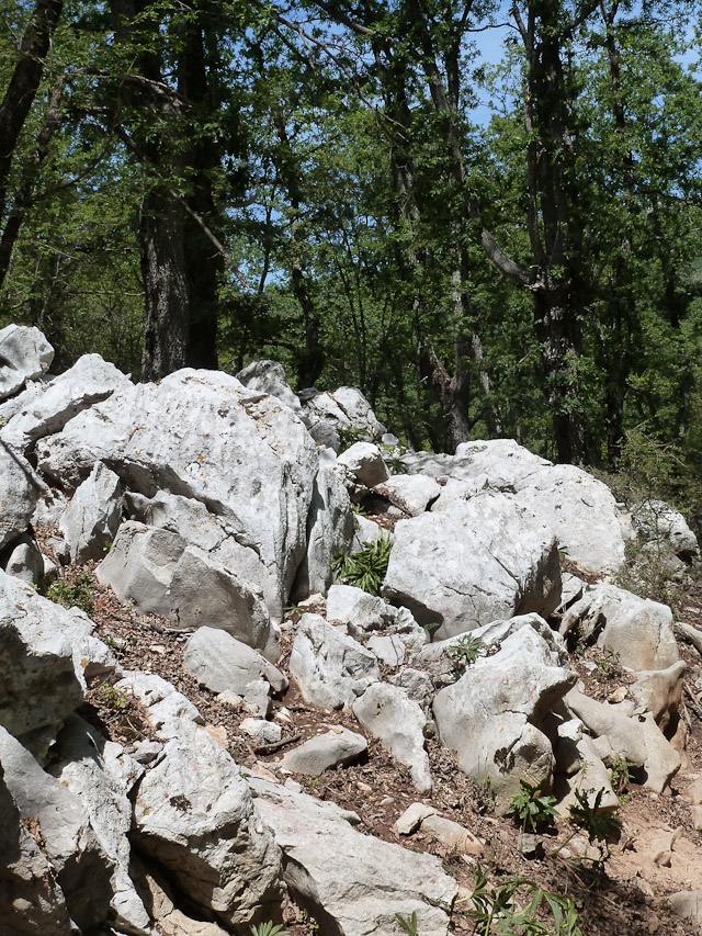 20120720-p1000769